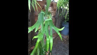 18 Species of Platyceriums or Staghorn Ferns