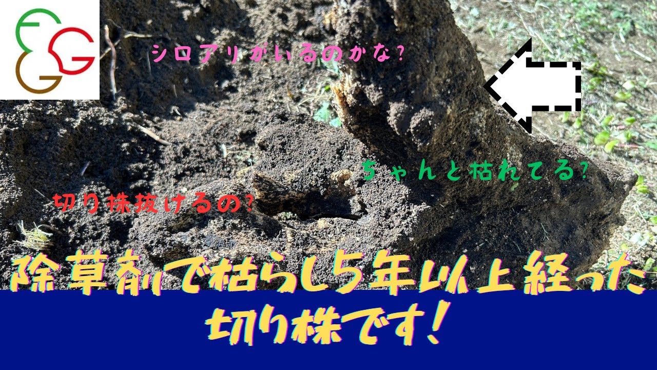 埼玉の植木屋さん】除草剤で枯らして5年以上経った切り株がこちらです
