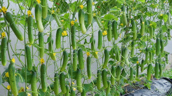 6 Top Tips For Growing Plants in Rockwool