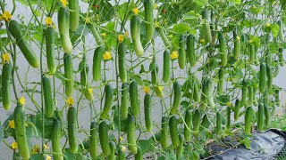 Do you want to know tips for growing high-yielding cucumbers at home?Cucumber growing skills