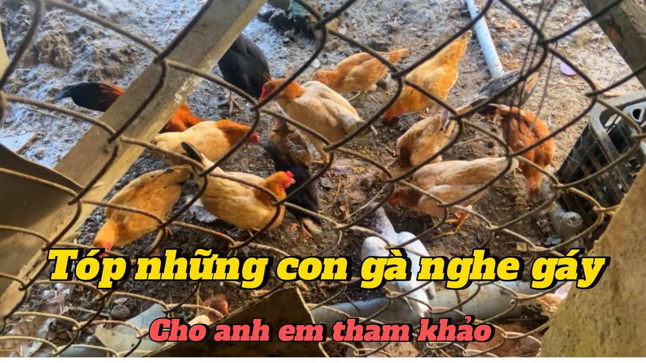 Top Những con gà tre Bắc cho anh em mới tập chơi trải nghiệm thử ( hàng nghe gáy) ||GKGC tập 12