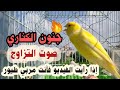 اقوى تغريد كناري لتسميع و تهييج الانات للتزاوج حصريا canary singing training