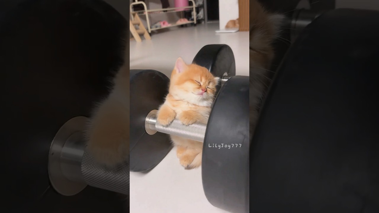 The Cutest Sleeping Kitten 💤💖