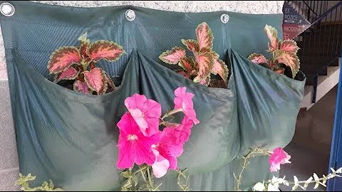 Jak pěstovat bylinky v bytě?