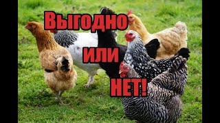 Сколько кур нужно держать чтобы заработать! Сколько стоит яйцо! Выгодно ли держать кур несушек!