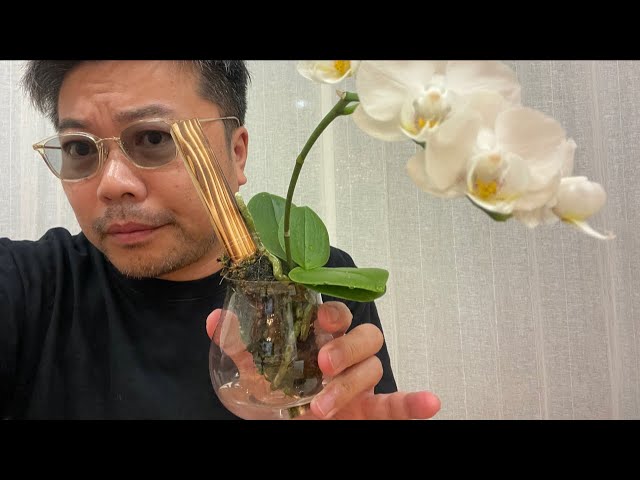 Epiphytic orchids are simply powerful - YouTube