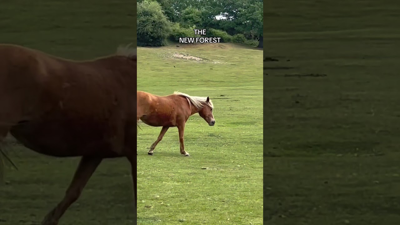 The New Forest, Hampshire. 
