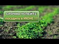 САЖАЕМ СРОЧНО! ТОП 5 идей ! Еще успеем собрать полноценный урожай!!!