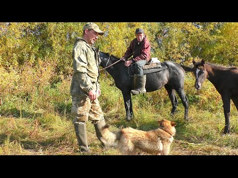 ОХОТА НА БОРОВУЮ ДИЧЬ ПО ТРАССЕ / ВСТРЕТИЛ ПАСТУХА В ЛЕСУ / ГЛУХАРИ НЕ ВЫСОВЫВАЮТСЯ ИЗ ТРАВЫ.