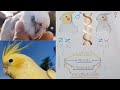 Cockatiel colors explained - mutations and genetics