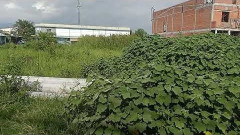 Đất 3 mặt tiền đường