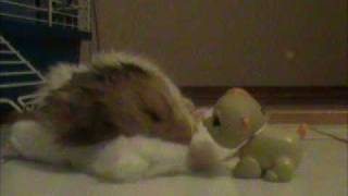 Watch Parry Gripp Goodbye Hamster Goodbye video
