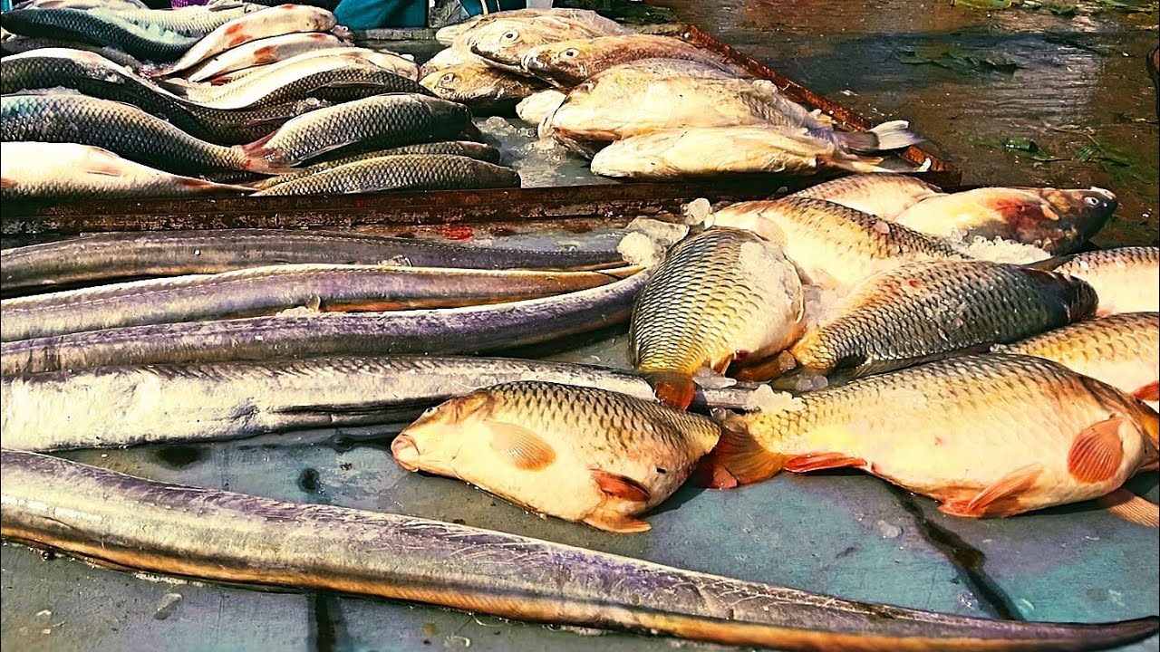 New Fishery Ghat whole Sale Fish Market Best in Chittagong YouTube