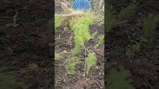 The asparagus ferns are blowing in the wind #asparagus #blowing #ferns