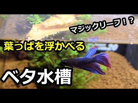 ベタ水槽マジックリーフで水質改善 24時間 Youtube