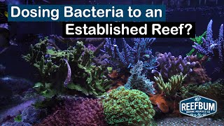 Potential Benefits of Dosing Bacteria to an Established Reef Tank