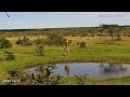 🔴 LIVE African Safari | 6 Maasai Mara Wildlife Cameras | Kenya 24/7