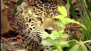 Vu du Ciel - S01E01 - 6/13 - Le Pantanal - Brésil