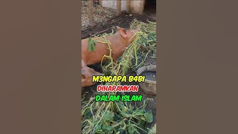 Mengapa Daging B4bi Diha4ramkan Dalam Islam