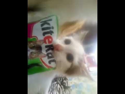 Китикэт - YouTube
