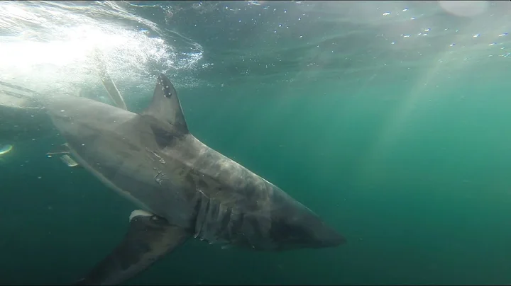 Ongoing Field Research: White Shark Fall Residency in Atlantic Canada