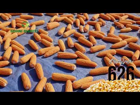 Farmer Muhammad Bilal Cheema testimonial on Hybrid Corn 626