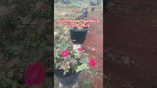 Keistimewaan membaca surat Al-Mulk#short video