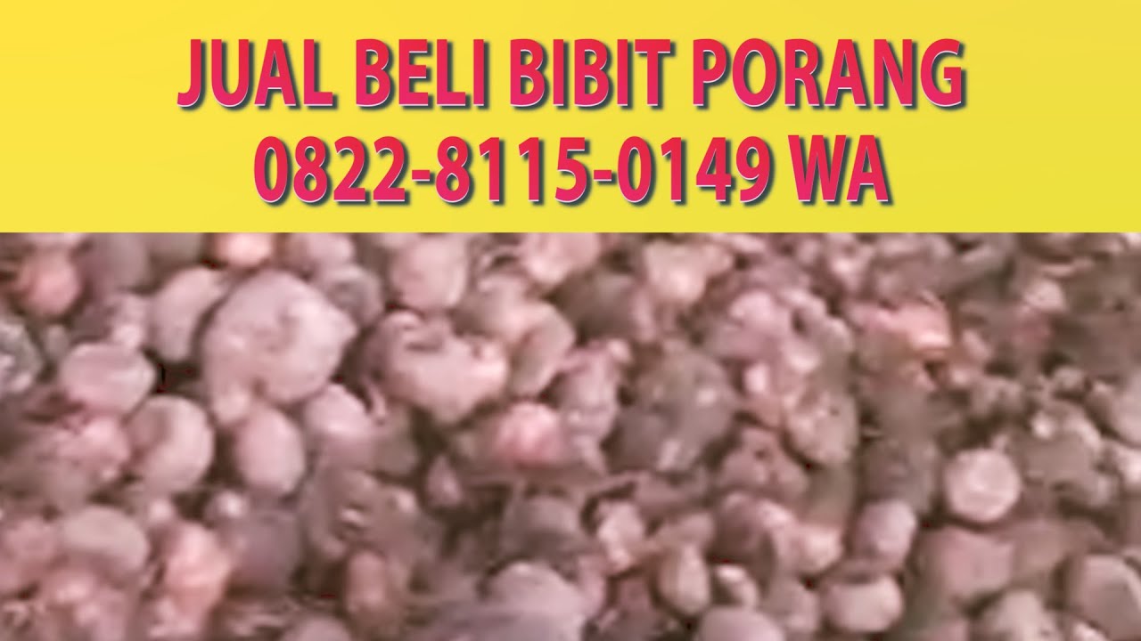 Jual Beli Porang Di Jambi 0822 8115 0149 Elytani Sukses Youtube