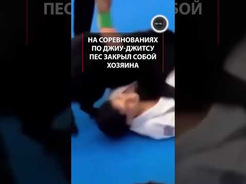 Джиу-джитсу по-собачьи: пес защитил хозяина на соревнованиях