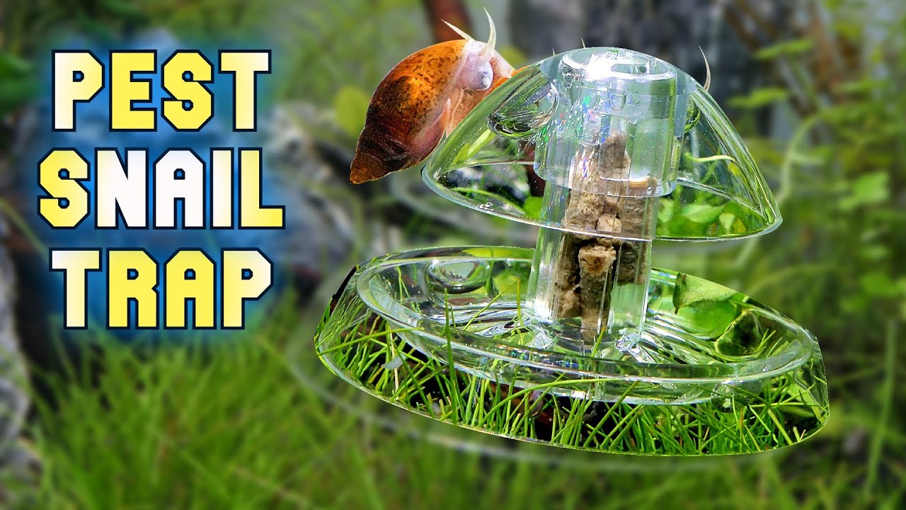 Fish/shrimp/snail TRAP