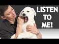 The EASIEST Way to Get Your Dog to Understand You! (How to teach your dog words and phrases now!) The EASIEST Way to Get Your Dog to Understand You! (How to teach your dog words and phrases now!)