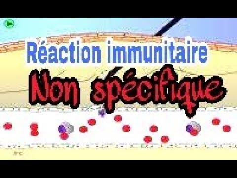 Vidéo: Quelle est la différence entre une réponse cytoplasmique et une réponse nucléaire ?