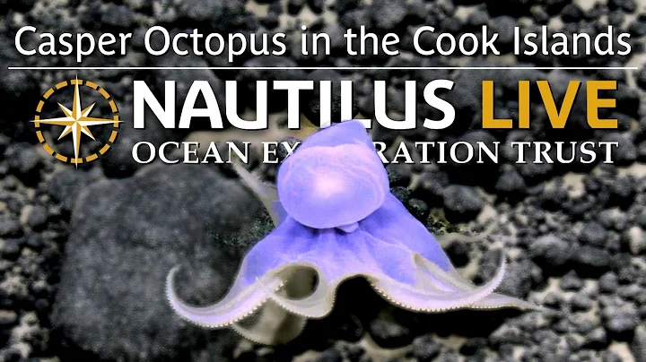 Casper Octopus in the Deep Sea of the Cook Islands | Nautilus Live
