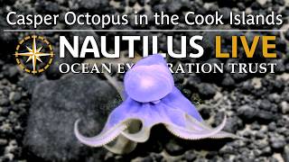 Casper Octopus in the Deep Sea of the Cook Islands | Nautilus Live
