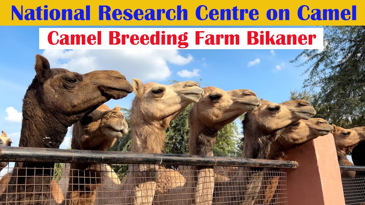 National Research Centre on Camel Bikaner