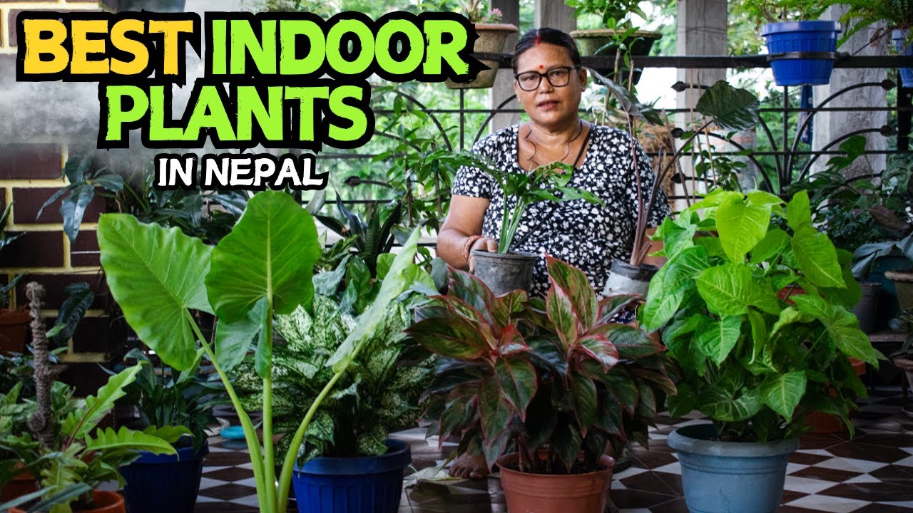 Best Indoor Plants In Nepal And Their Arrangment Style I Pabitra Garden