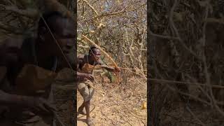 african hunter bird hunter#animal#african#hunter#africanlife