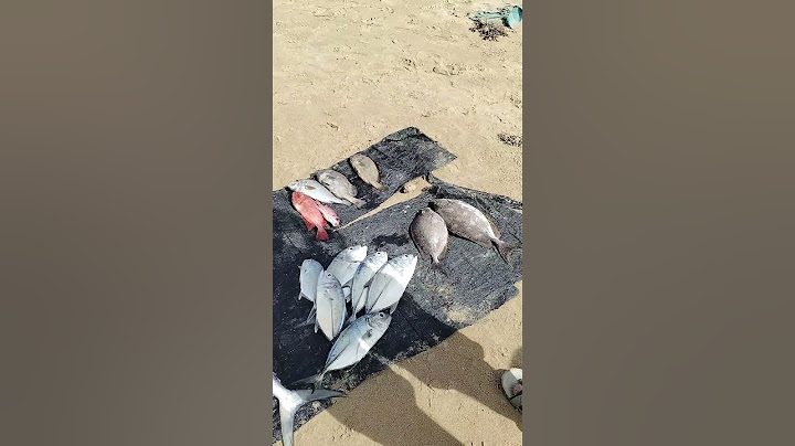 மக்களே இந்த அண்ணன் வாங்கிய பாறை மீனின் விலை ரூ 1200 #thoothukudimeenavarponnu #fishing