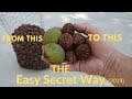 How to harvest black walnuts Oct 2019 (THE SIMPLE SECRET WAY)