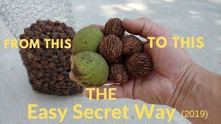 How to harvest black walnuts Oct 2019 (THE SIMPLE SECRET WAY)