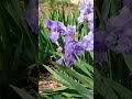 24 май 2026 г.Перуники, Iris germanica, декоративни сортове, култивиран