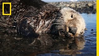 Why Hundreds of Sea Otters Died in the Pacific | National Geographic