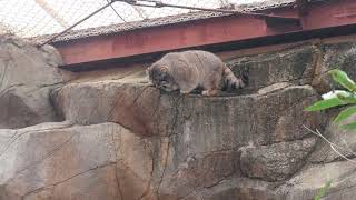 #9 Feb 2024 Pallas' cat at Oji zoo, Kobe, Japan