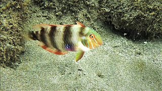 El pez peine, peje peine, galán o raor (Xyrichtys novacula) en el mar de Canarias