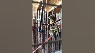 Squirrel Monkey Enrichment - Higher Education