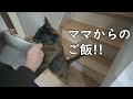 退院直後のママからもらう初めてのご飯時の猫達の反応