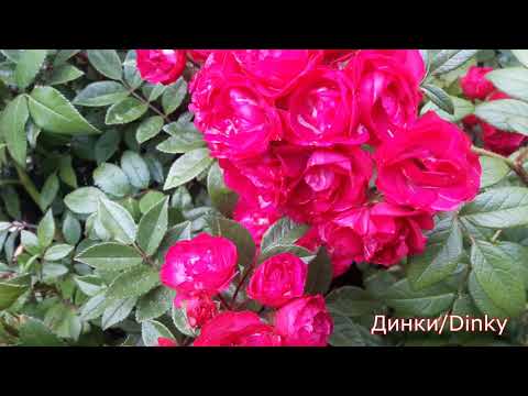 Мускусные и персидские розы в Питомнике роз от Татьяны. Внешний вид саженцев. Цветения.