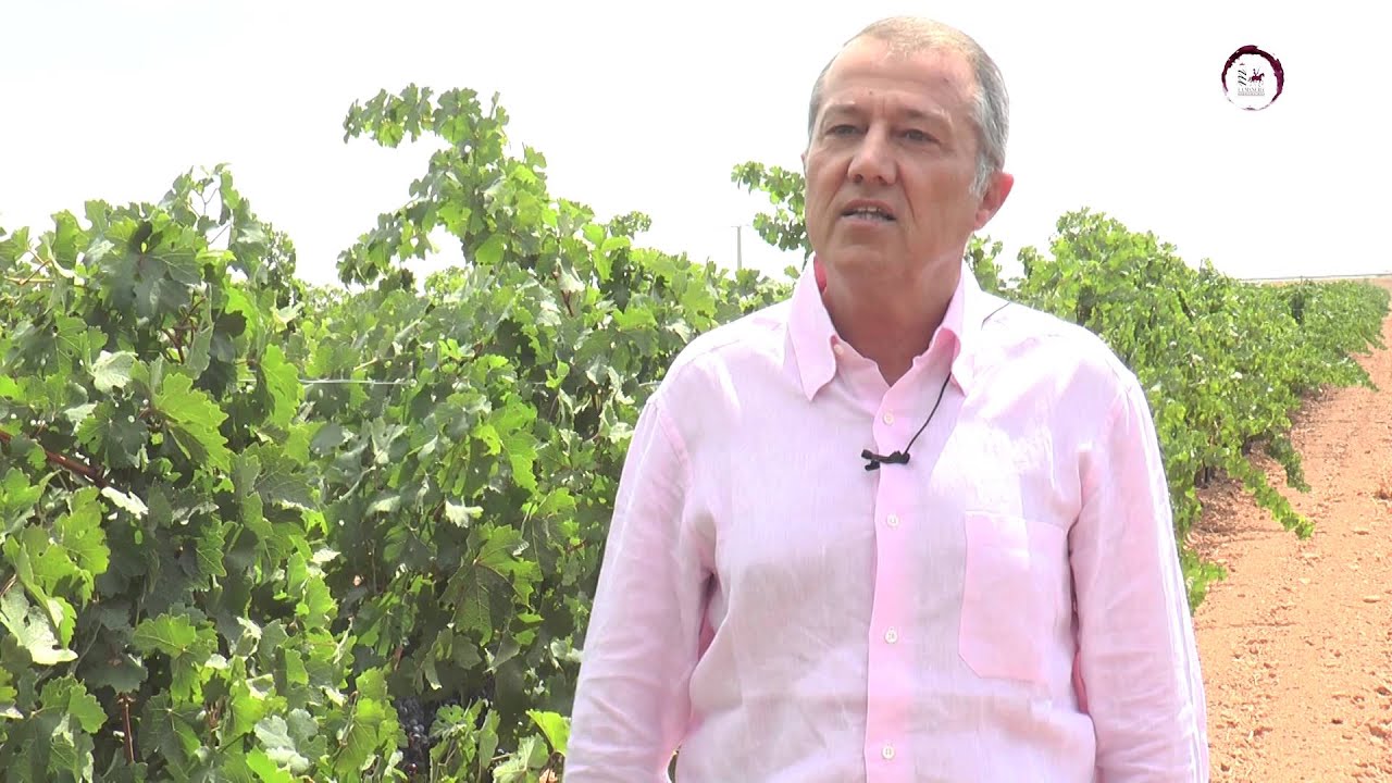 @BodegasAyuso vaticina una buena calidad en la uva 