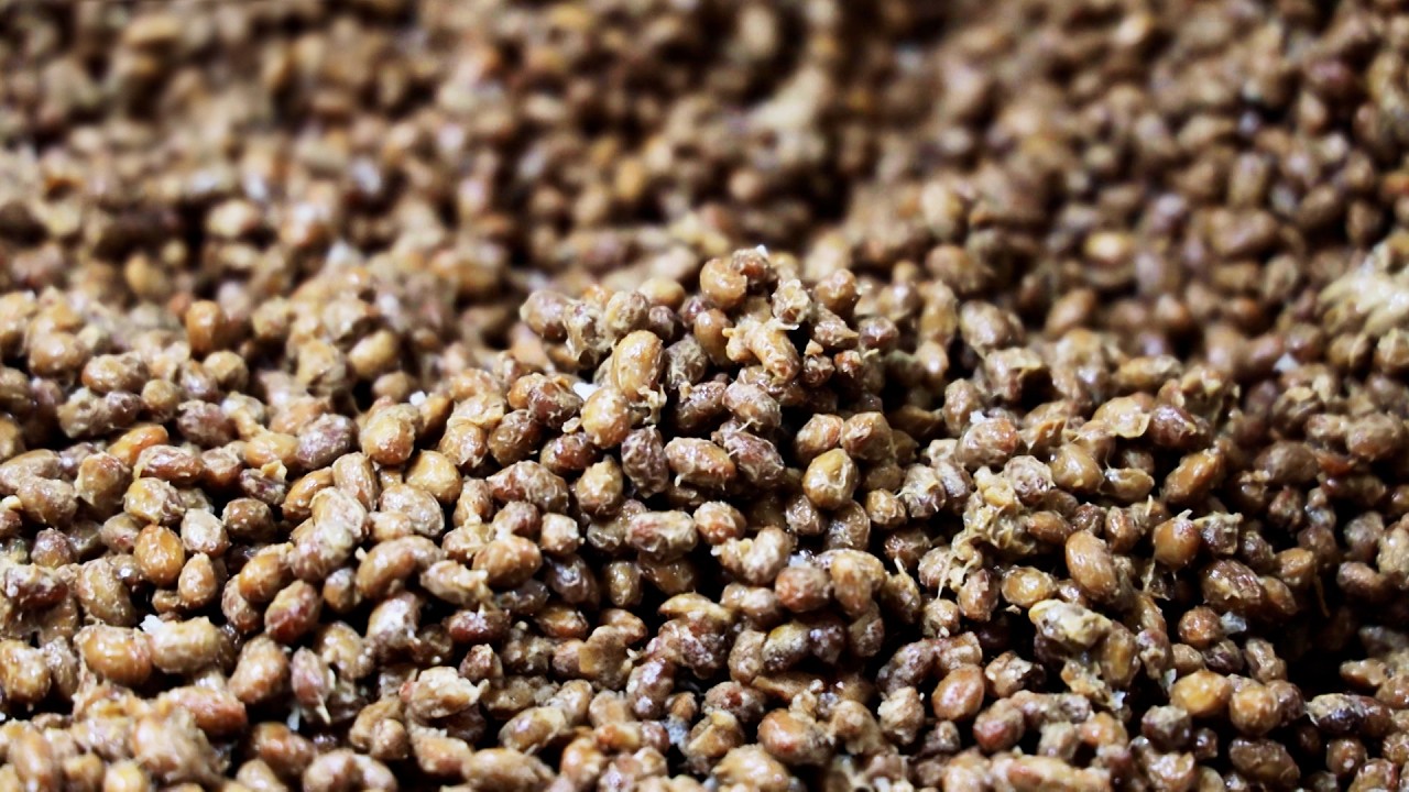 30년 청국장 명인이 알려주는 냄새 없는 청국장 끓이는 법!ㅣ#명물인생10