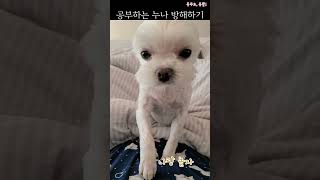 공부 방해하는 강아지 #귀여운 #반려견 #말티즈 #강아지일상 #강아지브이로그 #반려견일상